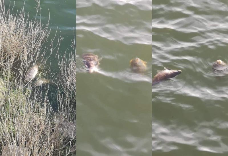 Traži se razlog: Uginula veća količina ribe u Buškom jezeru